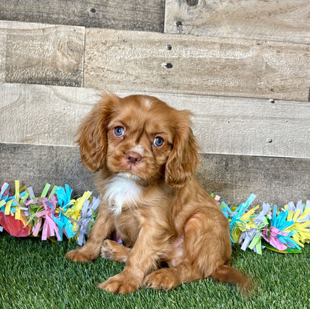 Cavalier puppy for sale Amos