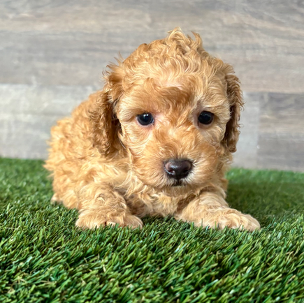 Poodle puppy for sale