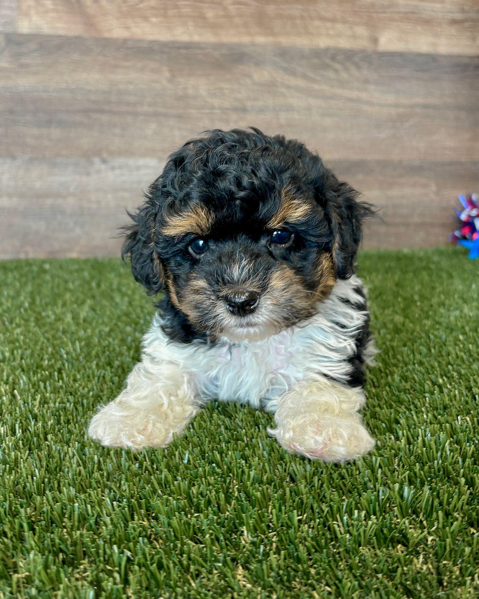 Yorkipoo puppy for sale Wade