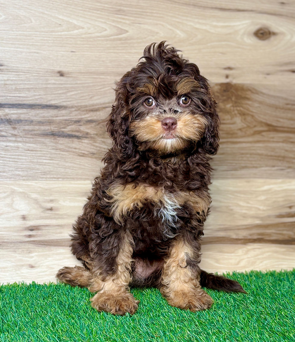 Cavapoo puppy for sale Cruz
