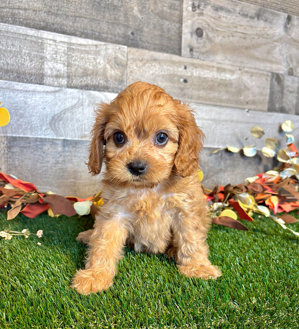 Cavapoo puppy for sale Della