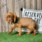 Cavalier puppy for sale Amos