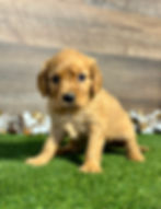 Golden Cavalier puppy for sale Navy