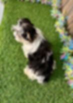 Morkie puppy for sale Weston