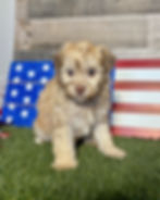 Maltipoo puppy for sale Millie