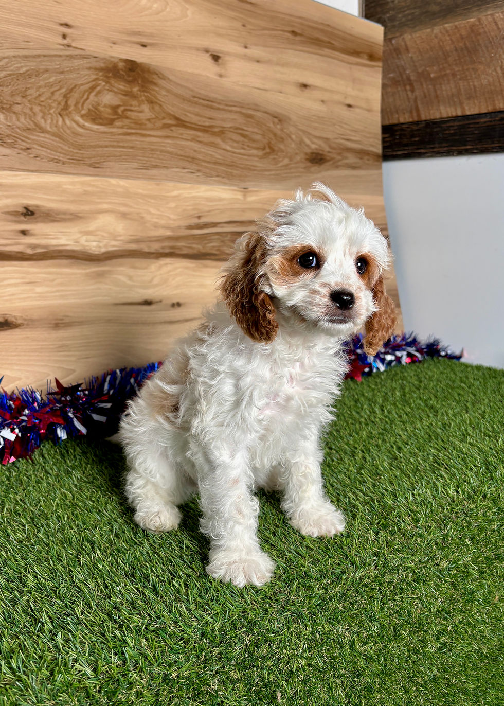 Cavapoo puppy for sale Demi