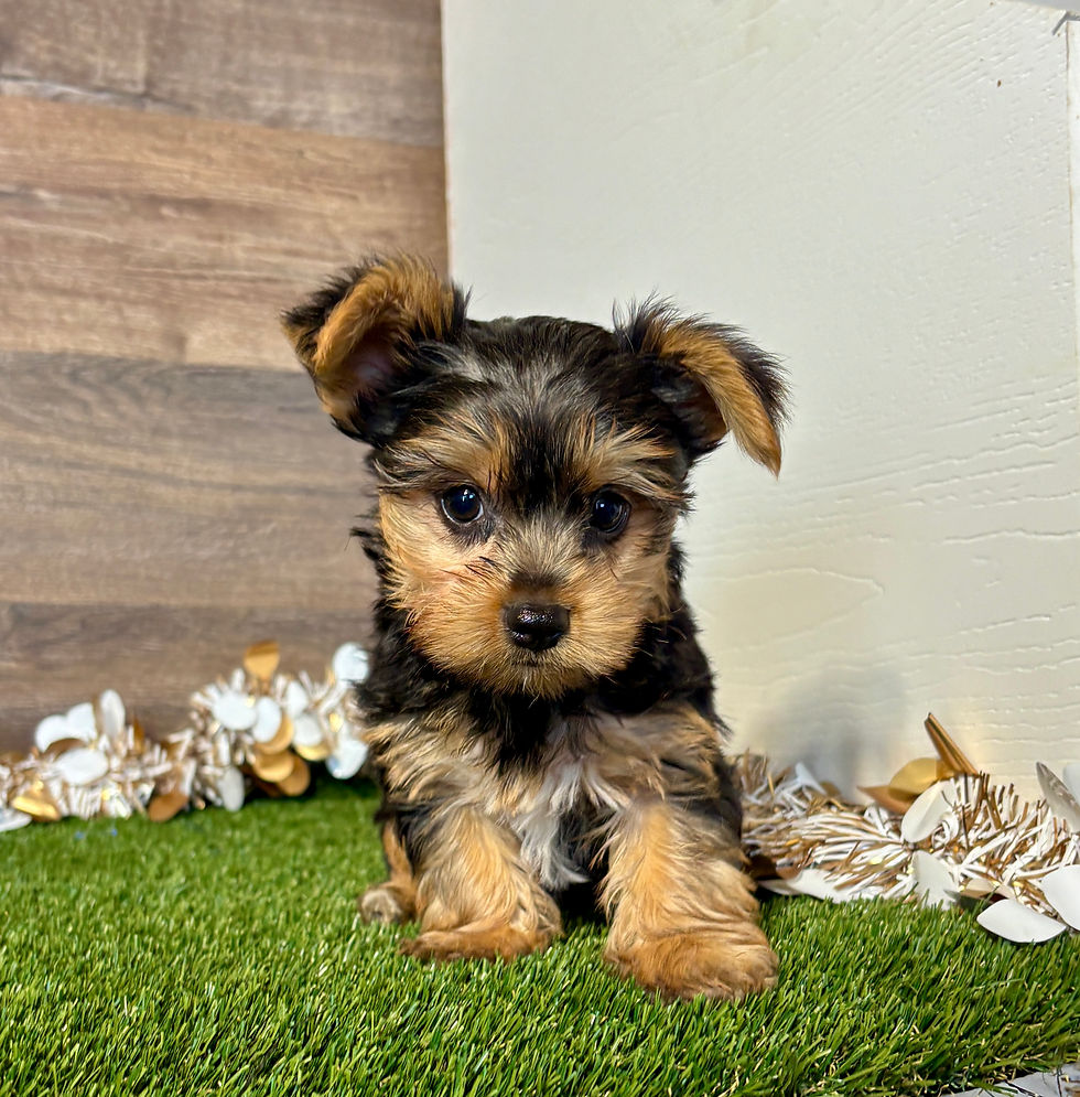 Yorkie puppy for sale Utah