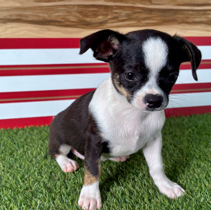 Chihuahua puppy for sale Kade