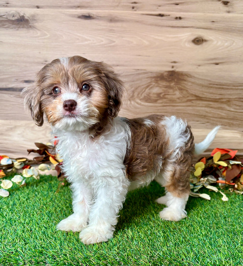 Cavapoo puppy for sale Eli