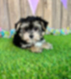 Morkie puppy for sale Luna