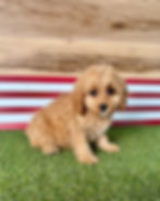 Cavapoo puppy for sale Darcy