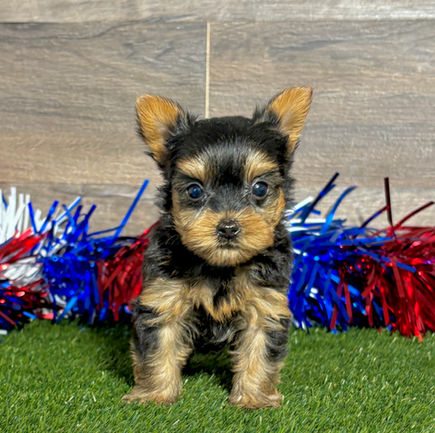 Yorkie puppy for sale Remi