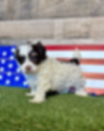 Maltipoo puppy for sale Milo
