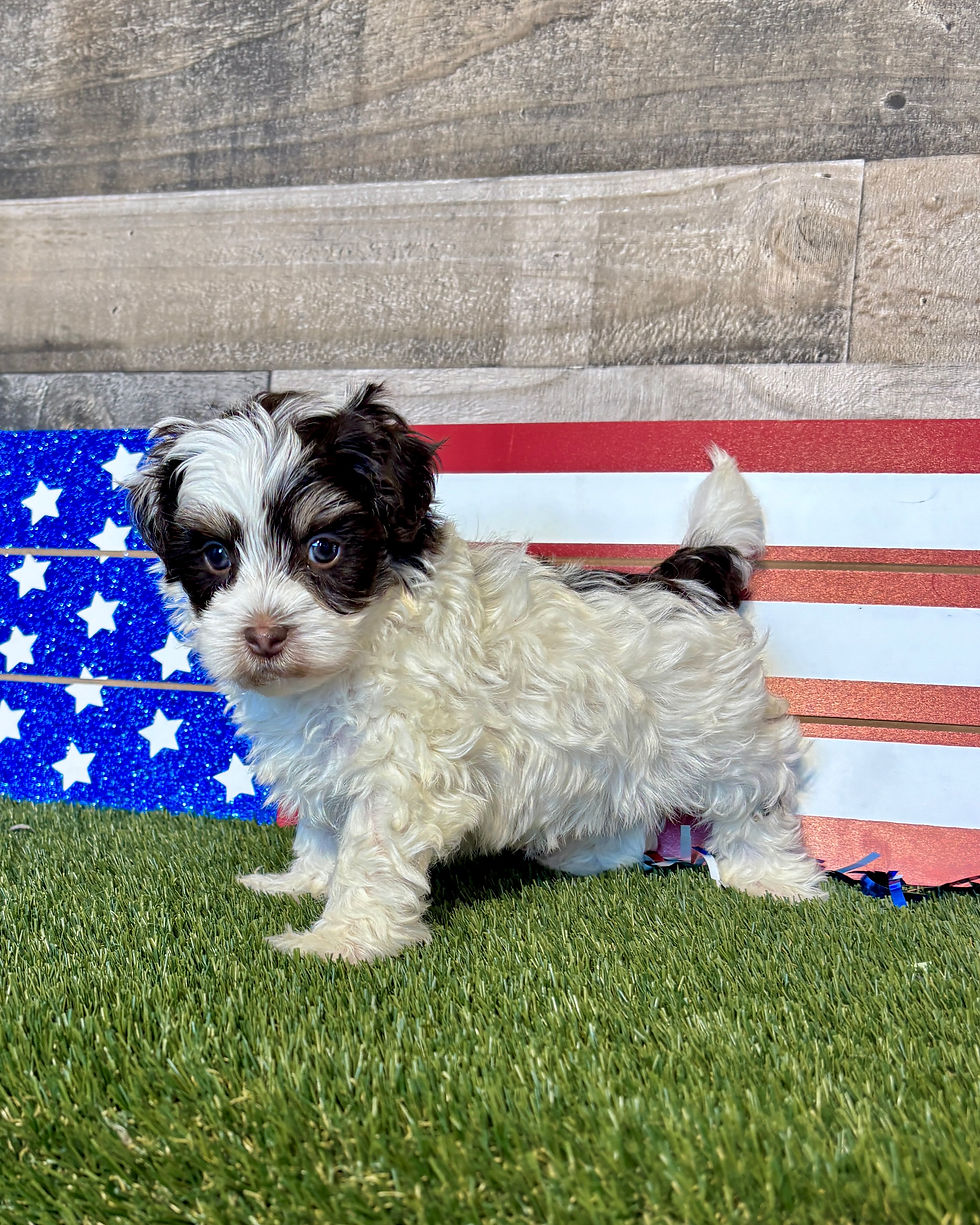 Maltipoo puppy for sale Milo
