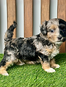 Maltipoo puppies for sale