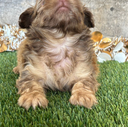 Shih-poo puppy for sale Tatum
