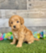 Cavapoo puppy for sale Caroline