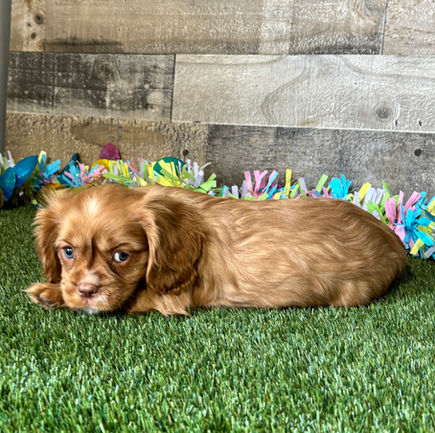 Cavalier puppy for sale Amos