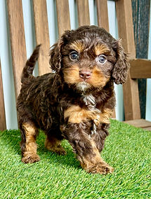 cavalier puppies for sale