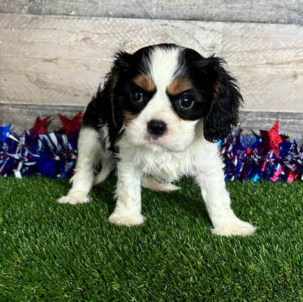 Cavalier puppy for sale