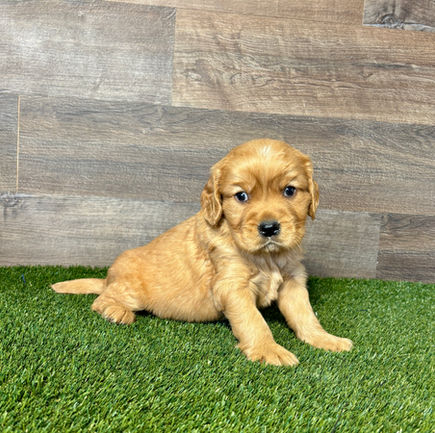 Golden Cavalier puppy for sale Felix