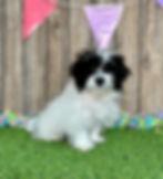 Maltipoo puppy for sale Mya