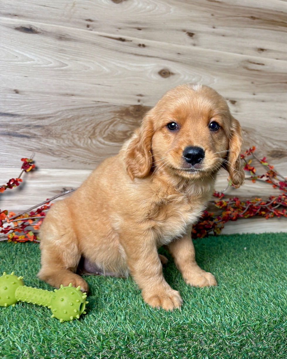 Golden Cavalier puppy for sale Finn