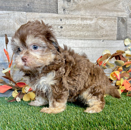 Shih-poo puppy for sale Thor