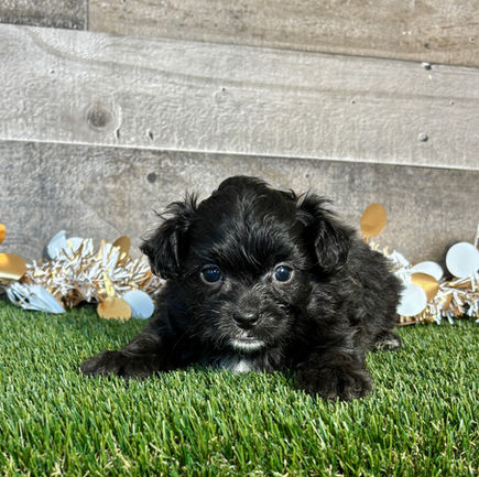 Shih-poo puppy for sale Titan