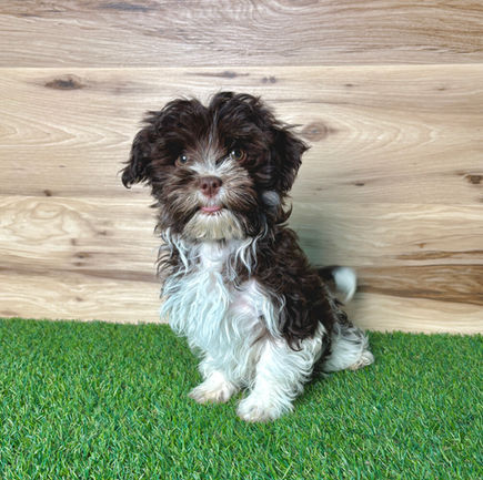 Havanese puppy for sale Farrah
