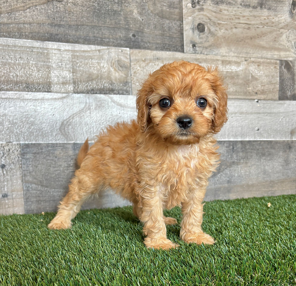 Cavapoo puppy for sale Demi