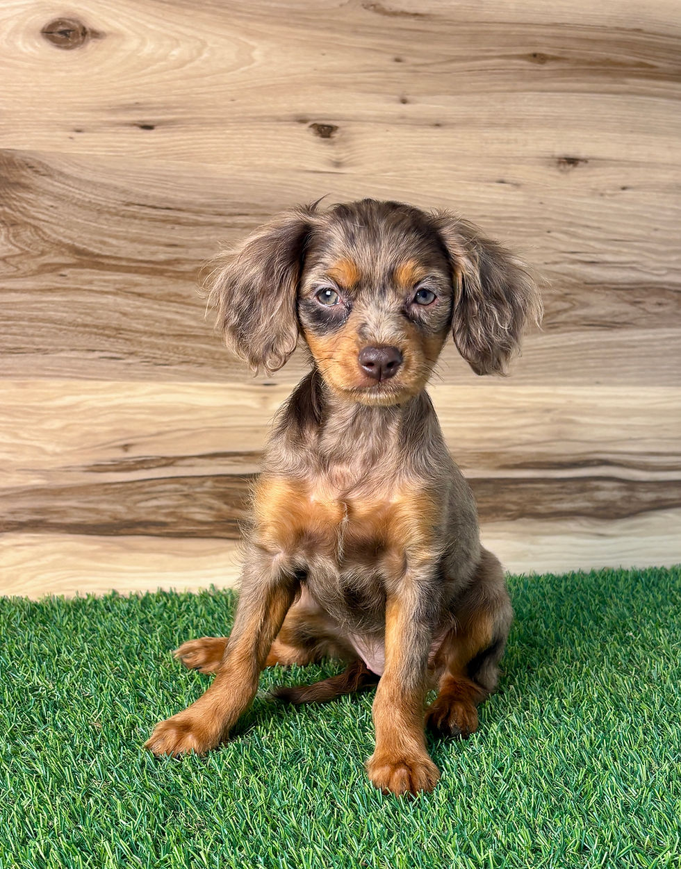 Cavapoo puppy for sale Elle