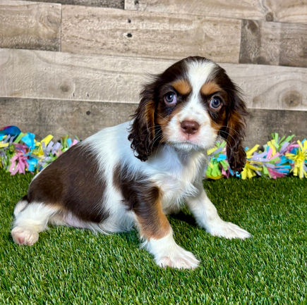Cavalier puppy for sale Aries