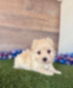 Maltipoo puppy for sale Myles
