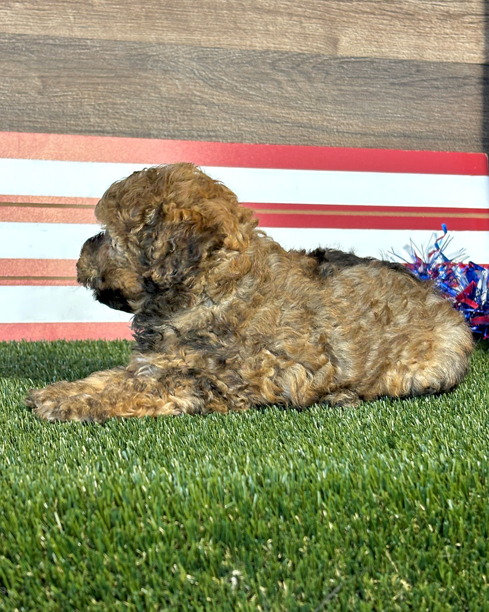 Poodle puppy for sale Preston