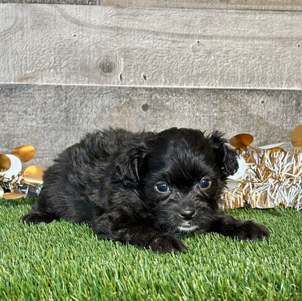 Shih-poo puppy for sale Titan