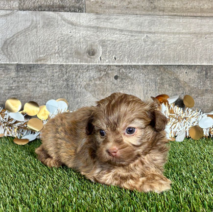 Shih-poo puppy for sale Tatum