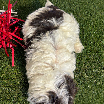 Maltipoo puppy for sale Milo