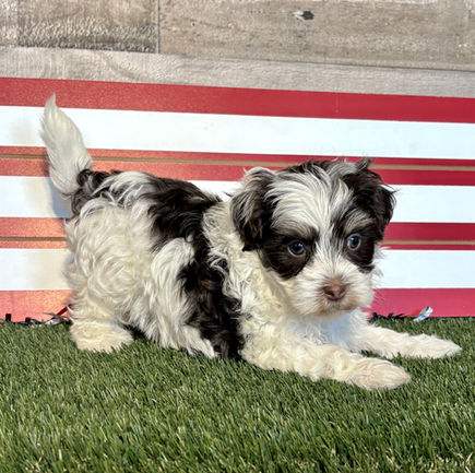 Maltipoo puppy for sale Milo