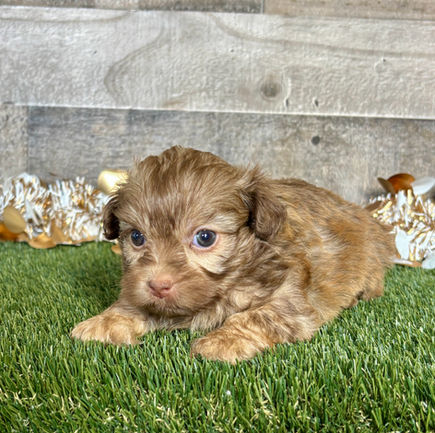 Shih-poo puppy for sale Tatum