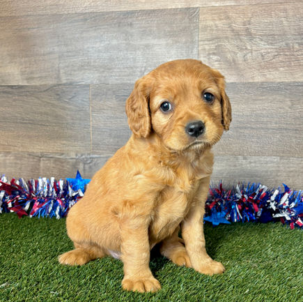 Golden Cavalier puppy for sale Griffen