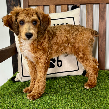 Poodle puppy for sale Nio
