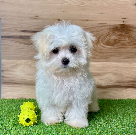 Maltese puppy for sale Max