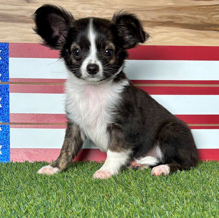 Chihuahua puppy for sale Kara