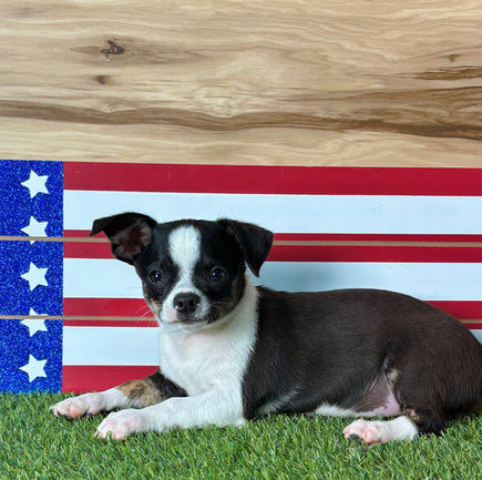 Chihuahua puppy for sale Kade