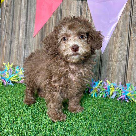 Poodle puppy for sale Jagger
