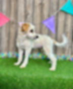 Poodle puppy for sale Gracie