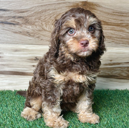 Cavapoo puppy for sale Colton