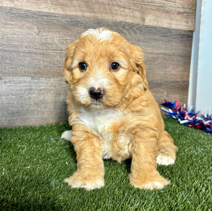 Golden Doodle puppy fro sale Gemma
