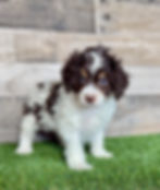 Cavapoo F1b
